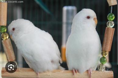 Coppia cocorite