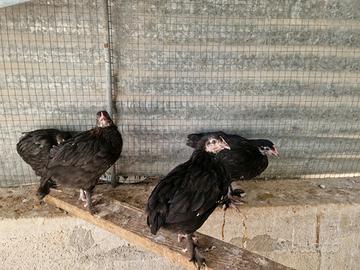 Coppie marans