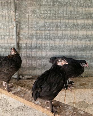 Coppie marans