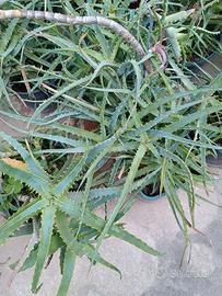 Aloe arborescens vera agave alocasia crassula