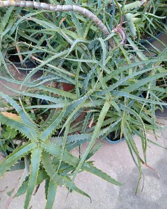 Aloe arborescens vera agave alocasia crassula