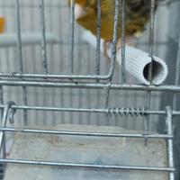 Coppia canarini 2025