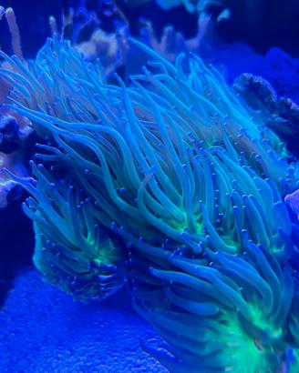 Euphillya glaberscens hulk