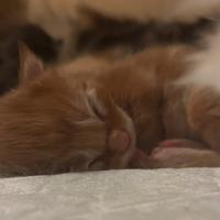 Maine Coon Cuccioli