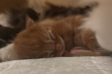 Maine Coon Cuccioli