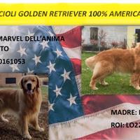 Golden Retriever 100% Americani