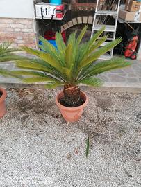 Cycas