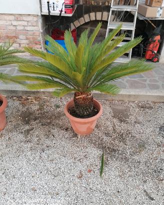 Cycas