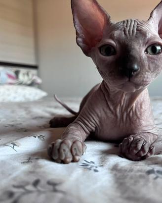 Gatto Sphynx