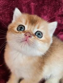 british Shorthair maschio golden pedigree 