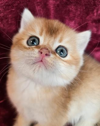 british Shorthair maschio golden pedigree 