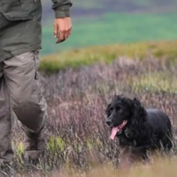 Cucciola di Cocker Spaniel