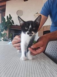 Gattina