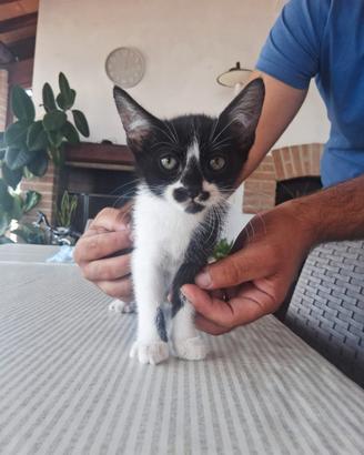 Gattina