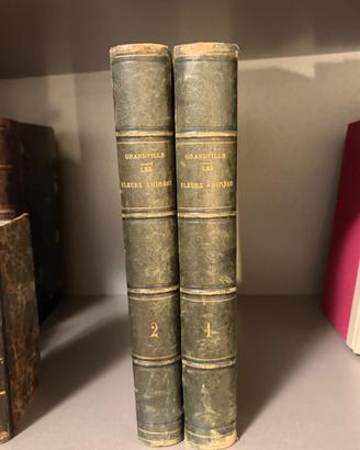 Grandville - Fleurs Animees - 1867