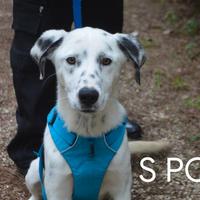Spot incrocio dalmata tg media