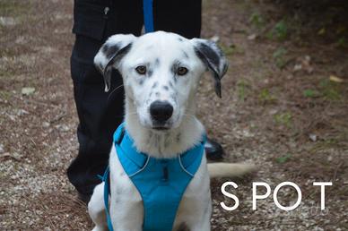 Spot incrocio dalmata tg media