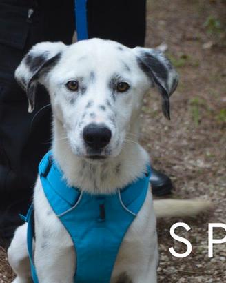 Spot incrocio dalmata tg media