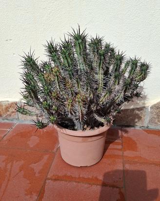 pianta grassa euphorbia