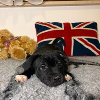 Cuccioli Staffordshire bull terrier