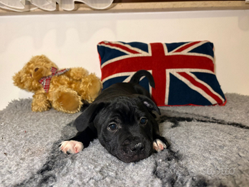 Cuccioli Staffordshire bull terrier