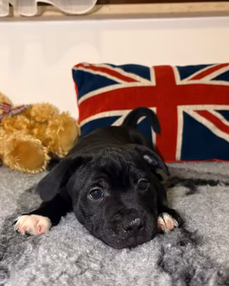 Cuccioli Staffordshire bull terrier