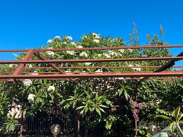 Le mie plumerie bianche profumate