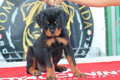 Cuccioli dí Rottweiler