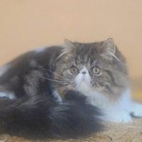 Cucciolona di Persiana