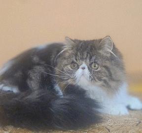 Cucciolona di Persiana