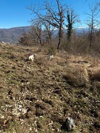 Setter inglese
