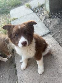 Cucciola border collie red white