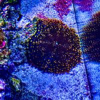 Ricordea Yuma Arancione non spedisco