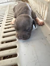 Pit bull