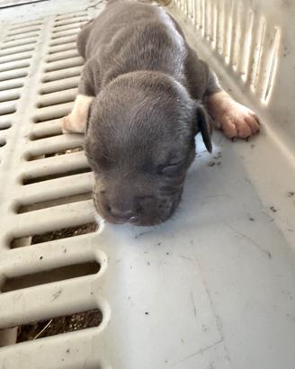 Pit bull