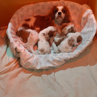 Cucciole di cavalieri King da privato