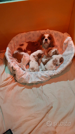 Cucciole di cavalieri King da privato