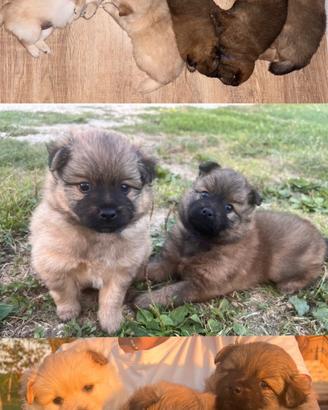 Cuccioli volpini di pomerania
