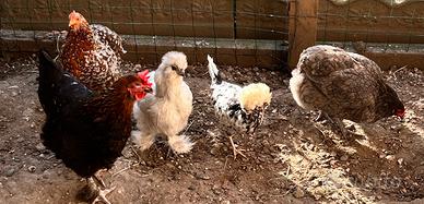Galline ornamentali