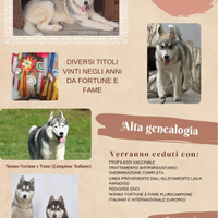 Siberian hysky cucvioli