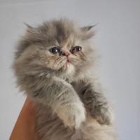 Gattina persiana ipertipico