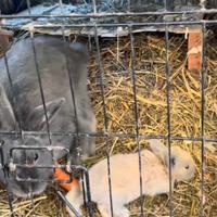 Conigli nani e galline