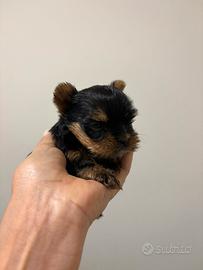 Yorkshire femmina mini mini toy