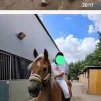 Haflinger castrone utilizzato al maneggio