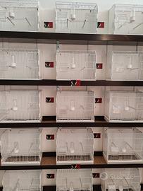 Gabbie 2GR da cova 58 è da mostra 