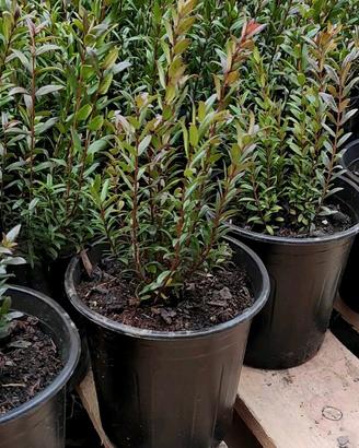 🌿 Mirto Sardo in Vaso Ø16 – Pronto da Piantare