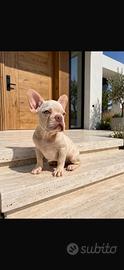 Cuccioli bulldog francese
