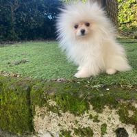 Cuccioli di spitz Pomerania mini