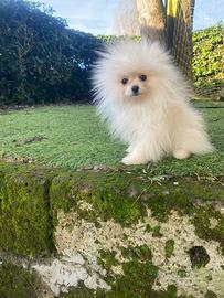 Cuccioli di spitz Pomerania mini