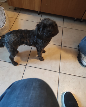 Cagnolina maltipoo